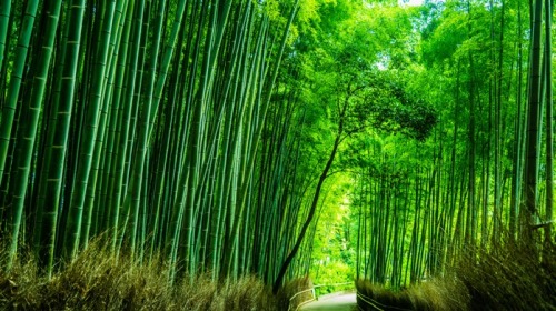 青竹不畏严寒酷暑，被砍伐之后还可再生，象征着坚忍不屈。