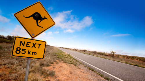 路旁警告澳洲袋鼠过街危险标志！