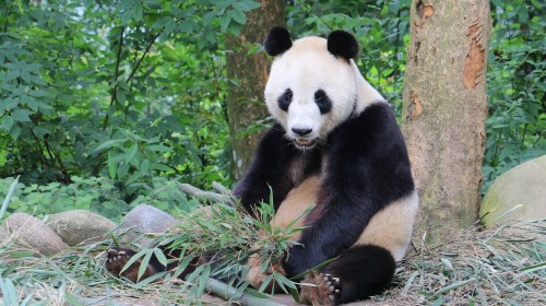 熊猫外交