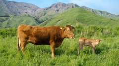 动物能通人性此话一点不虚(图)