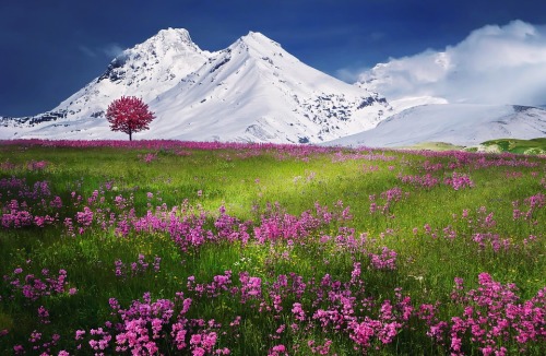 明媚陽光照射下的美麗的阿爾卑斯山高山草原。
