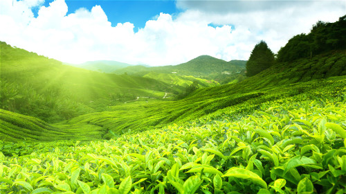 經常飲用一些綠茶，不僅能夠降低中風風險，還有助於抗癌。
