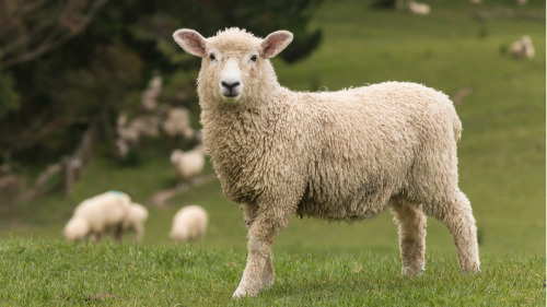 古代用羊來幫助破案。