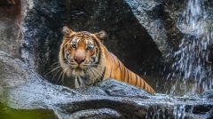 樵夫外出砍柴不曾想偶遇這樣一幕……(圖)