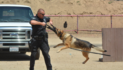 美國警察與警犬的互動