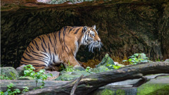 动物也有灵性能辨别好坏人(图)