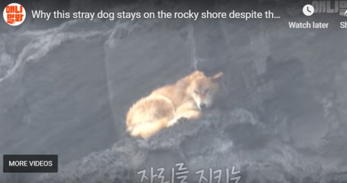 催泪！狗狗每日蹲在海岸任凭风吹雨打竟是为了……