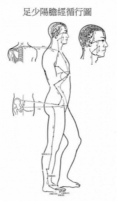 膽經位於身體兩側，從頭側循行至胸側、大腿外側，最後到足外側。