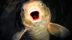 一个古代官吏的神奇经历(续)(图)