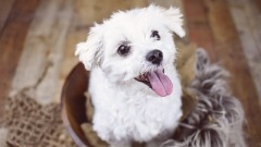 妇人痛失爱犬婆婆讬梦解谜(组图)