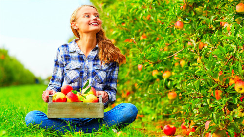 苹果是生活中常见的美味水果，被称为“全科保健医生”。