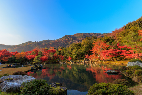 日本天龙寺红叶。