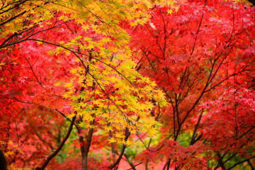 每年的气温多有变化，因而每年的各地红叶最佳观赏期也不相同。