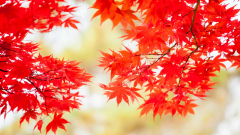 【名篇賞析】讀梁實秋《把快樂種在心裡》(組圖)