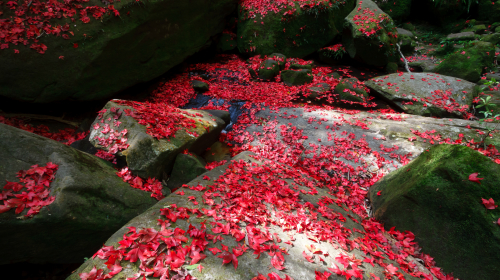 日本的红叶美得绝世惊艳