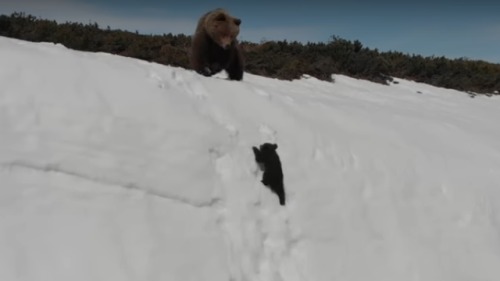小熊爬山片瘋傳勵志背後的殘酷事實圖/視頻