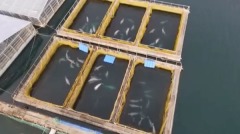 俄海發現尖刺囚刑百頭鯨出口賣到中國(圖)