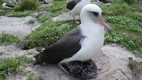 2011年3月，“智慧”在中途岛抚育幼鸟。