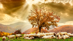 奇了仙人吆喝一聲白石頭變成羊(圖)