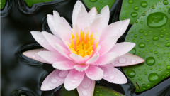 行善遭恶报奇事有奇因(图)