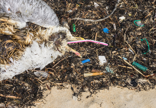 塑胶的发明替人类带来了便利，却也让环境造成严重的污染！