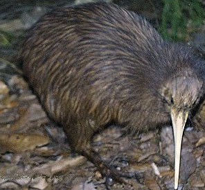 新西兰的几维鸟