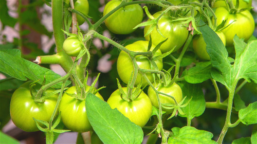 不要食用未成熟的番茄，恐伤害健康。