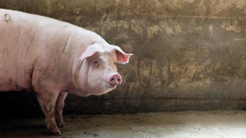 日前一批出口香港的猪只中首次出现2只死猪。