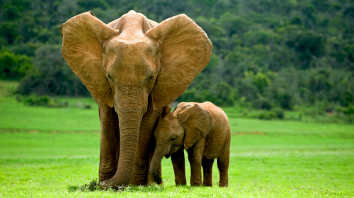 大象體積龐大，但卻很少得癌。