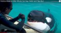 一隻會模仿人類說話的虎鯨(視頻)