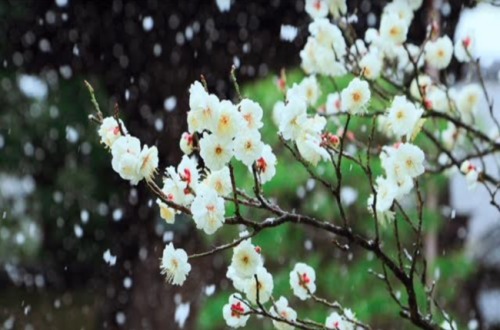 【天雪】出劫映景冬梅迎春  