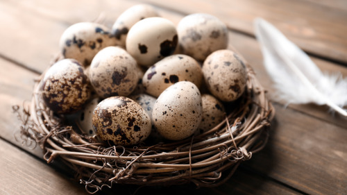 鳥蛋是假的？真相是，假鳥蛋的製作成本是2元，而新鮮的鵪鶉蛋是7～8角，製作假蛋其實是一門不合乎成本的行為。