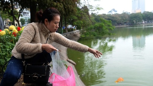 2017年1月20日，一名越南婦女在河內市中心的一個湖邊放生紅鯉魚。
