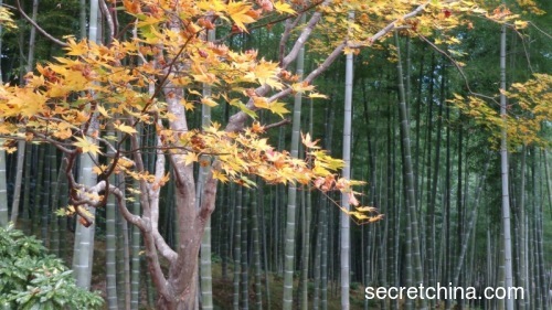 京都嵐山的嵯峨野竹林