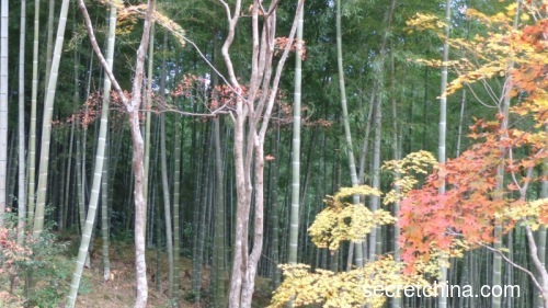 日本京都嵐山的嵯峨野竹林。（攝影：雲中君/看中國）