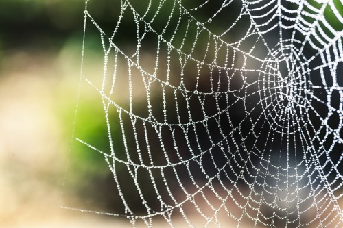 他心生憐憫放了蜘蛛，之後蜘蛛爬到洞口織了一張新網，意外得救了他一命。