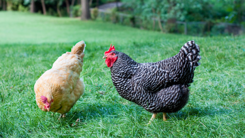 硅谷兴起了一股养鸡风潮，养鸡是硅谷居民展现自己能力的一种方式。