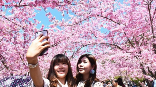 世界最快乐国家评比显示，台湾位居东亚国家的首位。图为台湾樱花季。