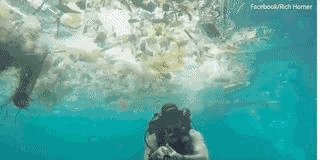 曾經的度假天堂巴厘島如今一半海水一半是噩夢！