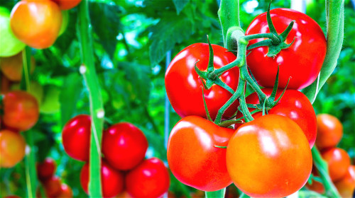 番茄最令人振奋的抗癌效果就是预防摄护腺癌。
