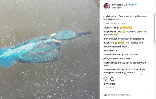 荷兰13岁男孩克里斯托夫在水中发现了被寒流冰封的翠鸟。