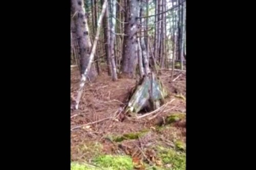 加拿大森林地面詭異起伏