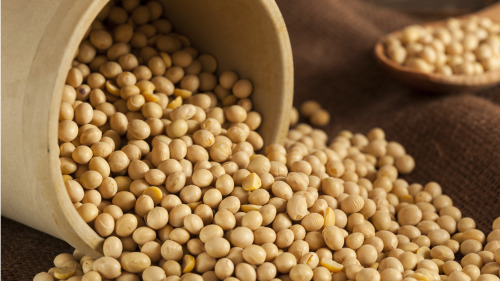 大豆含植物性蛋白質，有「植物肉」的美稱。