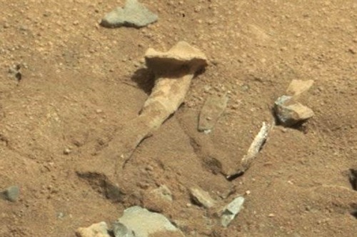 火星奇怪物體疑似生物化石