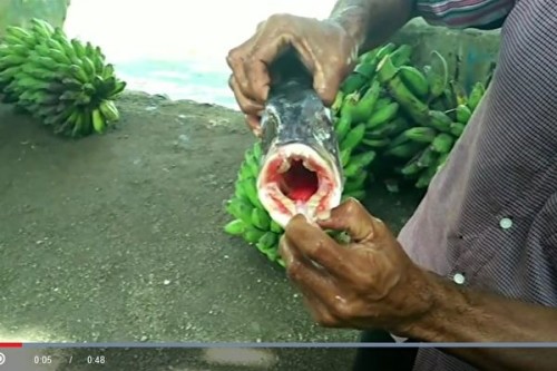 印尼发现怪鱼竟长着似人类的牙齿