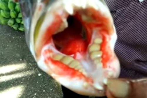 印尼發現怪魚竟長著似人類的牙齒