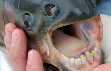 印尼发现怪鱼竟长着似人类的牙齿