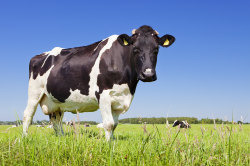 认知论领域的一个最重要的思想实验就是“空地上的奶牛”。