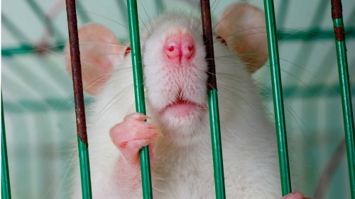镜框释放有害物质，导致小白鼠突然死亡。