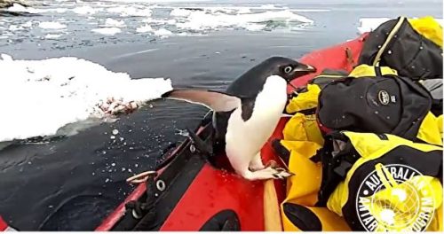 南極科學家駕船海中行駛意外訪客一躍而上超可愛視頻/圖